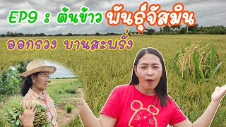 EP9 : พาชมข้าวหอม (เวียดนาม) พันธุ์จัสมินออกรวงบานสะพรั่ง ใกล้ถึงเวลาเก็บเกี่ยวแล้ว