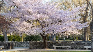 Budapest 4K Best Cherry Blossom Tree and Margit Island Ruins