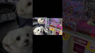 鳩が気になったり風船に驚いたりする犬たち★ココちゃん・ミルクくん★【ショート】　#駅前 #探検 #広場 #鳩 #風船 #散歩 #子犬 #puppy #マルチーズ #maltese #犬 #dog