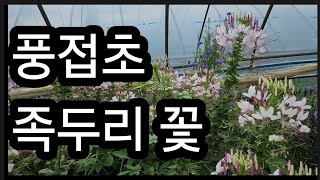 풍접초(족두리꽃) 보면 폐백 할 때 생각나요