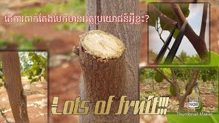 វិធីសាស្រ្តខ្លះៗទាក់ទងទៅនឹងការតាក់តែងមែកដំណាំខ្នុររបស់កសិករស្រុកស្ទឹងត្រង់ ខេត្តកំពង់ចាម