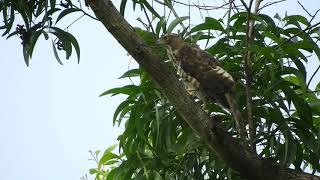 20190530 巴克禮公園鳳頭蒼鷹