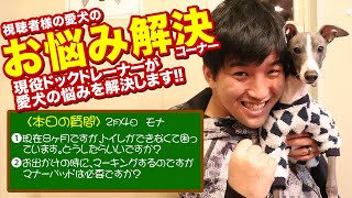 【愛犬のお悩み解決コーナー】現在8ヶ月ですが、トイレができなくて困っています。どうしたらいいですか？お出かけの時に、マーキングするのですがマナーパッドは必要ですか？