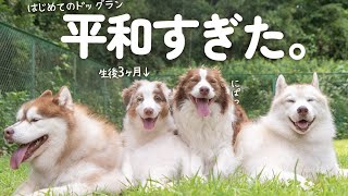 生後3ヶ月の子犬と先住犬達で行く初めてのドッグランは世界一平和でした(笑)