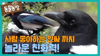 사람 좋아하는 동네 ‘인싸 까치’의 귀여운 친화력! I TV동물농장 (Animal Farm) | SBS Story