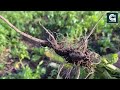 clubroot disease of brassica crops