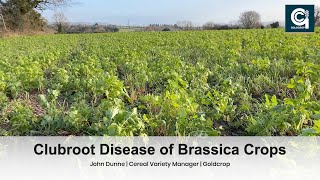 Clubroot Disease of Brassica Crops