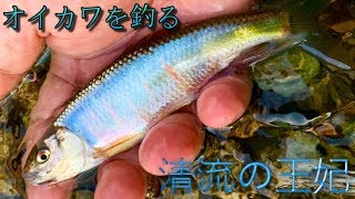 雑魚扱いされた魚…　清流の王妃　オイカワを釣る。　ツリアメ