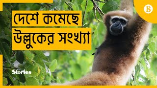 দেশে কমেছে উল্লুকের সংখ্যা - Hoolock population shrinks 84% in four decades