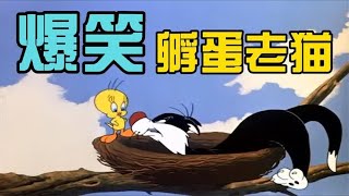 搞笑配音：见过公猫孵蛋的吗 这只黑猫太奇葩了