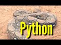 Pythons in Cambodia