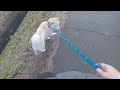 いつかの柴犬の散歩