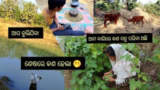 ଆମ ବାରିରେ କଣ ପରିବା ଅଛି ଆସ ଦେଖିବା||ଗାଁ ପୋଖରୀ|||Ama video||