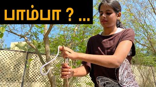 இது பாம்பா ? | IS THIS SNAKE ? | TAMIL@mchcreations1597