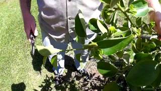 Spring Pruning of Persimmons