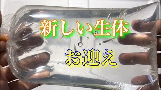 【アクアリウム】新しい生体をお迎えしました。 #tank #aquarium #アクアリウム #shrimp