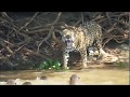 JAGUAR VS OTTERS