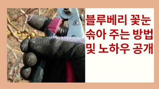 블루베리  꽃눈 솎아 주는 시기와 품종별 꽃눈 솎아 주는 방법과 노하우 공개