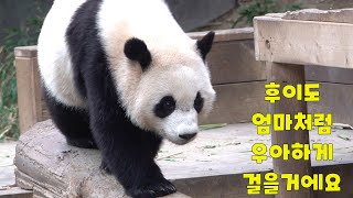 [에버랜드 판다] 엄마처럼 우아하게  걷는 연습하고 맛있게 대나무 먹는 후이바오 / 눈쌓인 스ㅔㄹ터에 앉아 눈 맞으며 대나무 먹는 대물리에 러바오