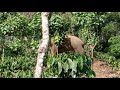 wild elephant @bhima