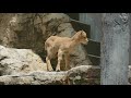 2018.7.1 barbary sheep　バーバリシープ　☆ 赤ちゃん誕生 ☆　（日本平動物園）