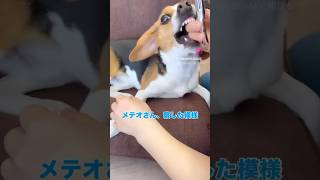 メテオ🐶😤　爪切り拒否するも甘々噛みで優しすぎるワンコ🥹飼い主心温まる🥹🥹🥹#犬動画　#可愛い　#dog #ビーグル　#犬のいる生活　#犬　#犬大好き　#beagle