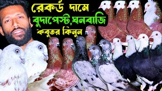 রেকর্ড দামে বুদাপেস্ট,পাল্লা করা হাইফ্লায়ার গিরিবাজ,রাজশাহী গিরিবাজ কবুতর কিনুন | বাকবাকুম পায়রা |