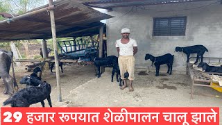 29 हजार रूपयात शेळी पालन चालू केले आहे.#farming #शेळीपालन #goatfarming #shelipalan