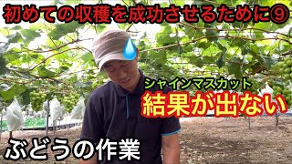 「ぶどうの作業」初めての収穫を成功させるために⑨なんか結果が出ない・・・