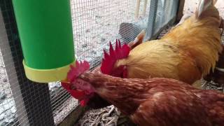 Rugged Ranch Poultry Waterer #backyardchickens #urbanchickens #chickens