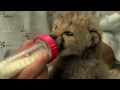 cheetah cub in nursery cincinnati zoo