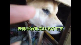 ２月６日柴犬クンタ去勢手術１