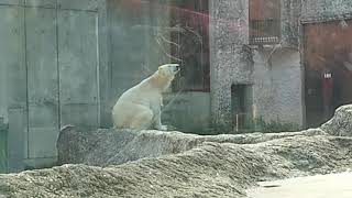 ポロロ（とくしま動物園）１５４４　おやつ前のおくつろぎ