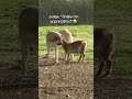 finally a goat that appreciates me judge probably livestockguardiandog