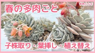 【多肉植物】春の多肉ごと❣️ローラ＆リラの株分け、葉挿し、植え替えをしました