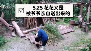 花花又是被谭爷爷亲自送出来的，小叶子也让她靠在身上吃饭