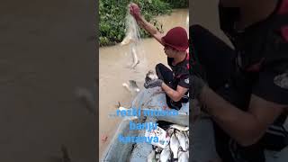 #rezeki musim banjir #pesta ikan #kreditvideoAnn #yglepaslagibesor🐳.