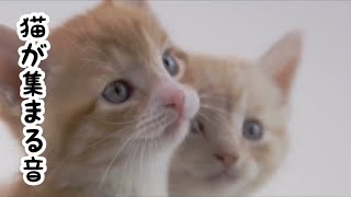 【猫ホイホイ】子猫の鳴き声　猫が集まる、寄ってくる音