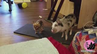 Yorkie Gone Wild: When Yorkies Attack Pigs