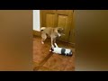 笑わないようにしてください 😂最も面白い猫と犬 2023 😸🐶