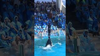 【神業】ララのリフティングバルーン回転!! #Shorts #鴨川シーワールド #シャチ #kamogawaseaworld #orca #killerwhale