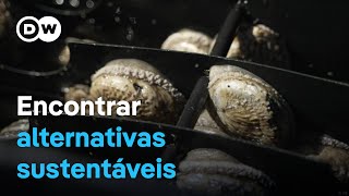 Combate a venda ilegal de mariscos na África do Sul