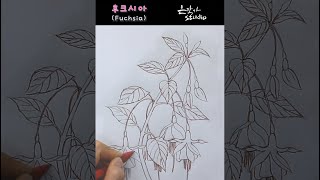 후크시아(후쿠시아/푸크시아) 스케치와 연필 전사과정 | Fuchsia Flower Drawing