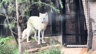 真白ちゃん パパママとバックヤード前で休憩〜☺️ ホッキョクオオカミ親子展示　那須どうぶつ王国にて　2024年9月23日