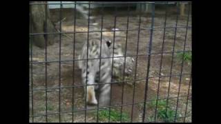 ユキヒョウ　走ってはじゃれるユッコとヤマト（円山動物園　2009/09/19）