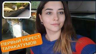 ПЕРВЫЙ НЕРЕСТ ТАРАКАТУМОВ.