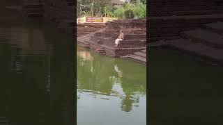 Payyanur temple pond #shorts #payyanur