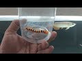 Arowana Vs Centipede (Feeding My Arowana fish)