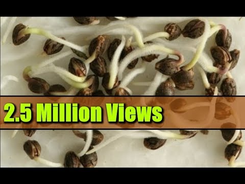 Seed Germination Paper Towel - How to Start Seeds Fast! Seed Germination Paper Towel - How to Start Seeds Fast!