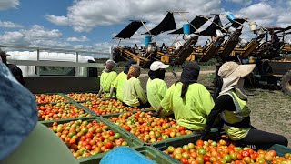 澳洲打工度假2024｜澳少女👧🏻採番茄｜Working Holiday in Australia｜Oh! Girls! Picking Tomatoes